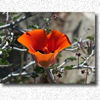 Mariposa Lily